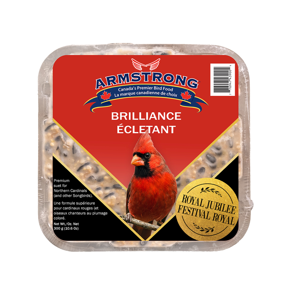 Brilliance Suet | Premium Suet for Wild Birds | RJ
